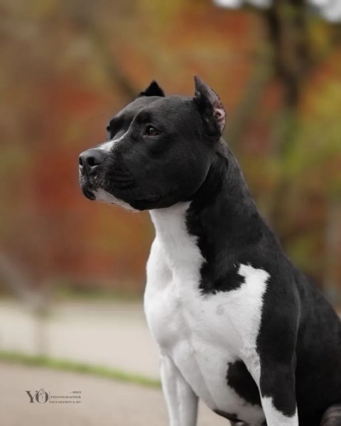 Lolita S Ostrova Gryoz