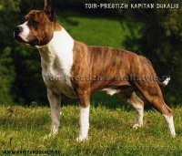Toir-Prestizh Kapitan Dukalis