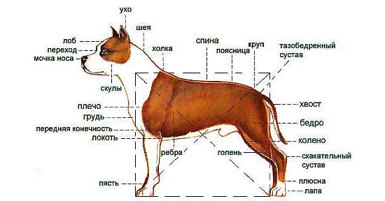 Стандарт американского стаффордширского терьера